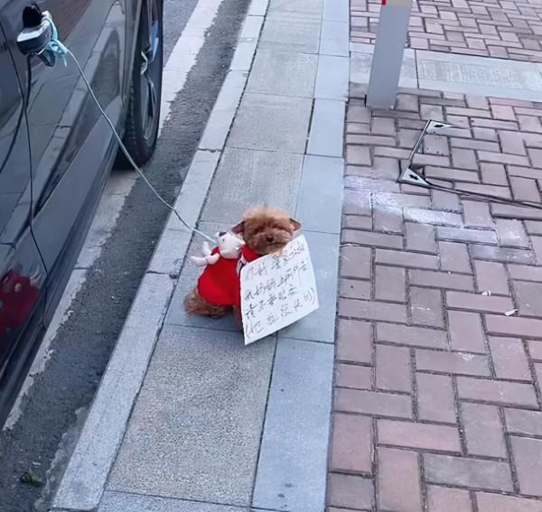 女子臨時停車將狗拴車門上，並給汪掛上紙牌，看清後：也太機智了