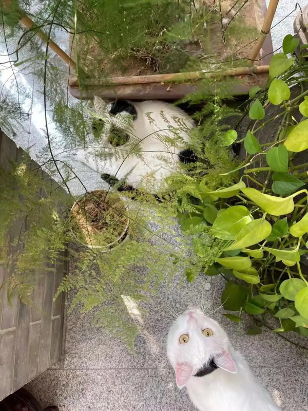 古有“竹林七賢”今有“觀復七閒” 古有“竹林七賢”今有“觀復七閒”