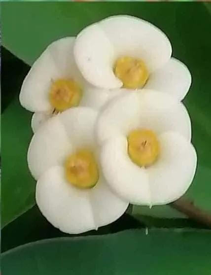 奇妙的大自然，奇妙的花