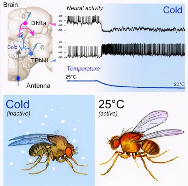 為什麼冬天起床更困難？找到科學解釋了