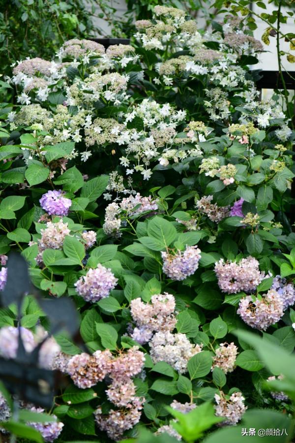 冬日裡依舊盛開的大花繡球，白色天使 | 園丁
