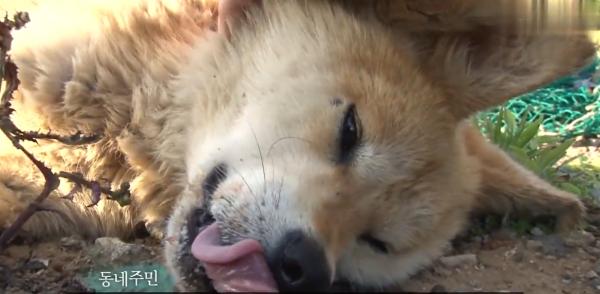 狗狗被主人拋棄卻渾然不知,每天站在岩石上等候,令人心疼不已 狗狗被主人拋棄卻渾然不知,每天站在岩石上等候,令人心疼不已