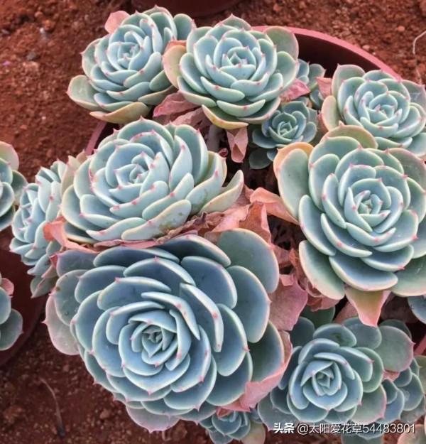 多肉玉蝶是“夏必死”太難養，狠心做好5件事，再也不徒長和爛根