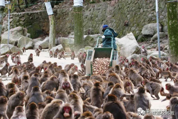 日本出現70年來首個母猴王，擊敗公猴王當上霸主！