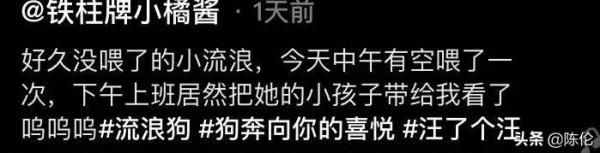 當流浪狗把孩子帶給你看，那是得多信任你呀
