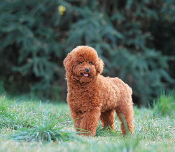 這些狗狗適合“學生黨”,省錢又好養 這些狗狗適合“學生黨”,省錢又好養