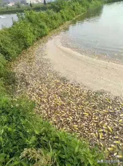 如何避免早春魚瘟的發生