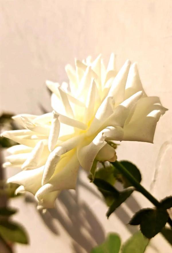 又是甜味瀰漫的一天