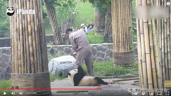 「龍騰網」CGTN獲贊最多的影片:頑皮的大熊貓不讓飼養員走 「龍騰網」CGTN獲贊最多的影片:頑皮的大熊貓不讓飼養員走
