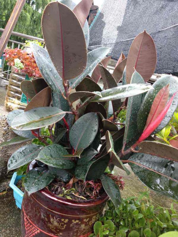 有格調的8種花，養在室內提升氣質，有品味的人都愛養