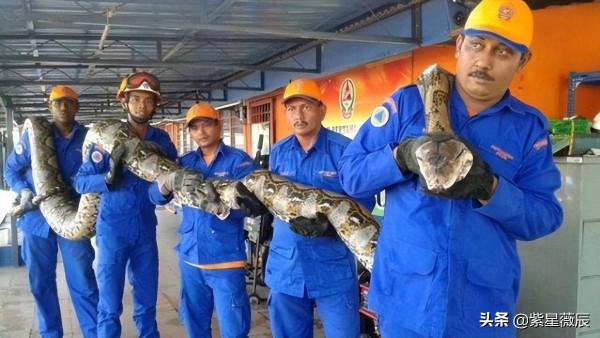 王牌飛行員奇遇:駕駛直升機在空中遭遇15米巨蟒,真相成謎 王牌飛行員奇遇:駕駛直升機在空中遭遇15米巨蟒,真相成謎