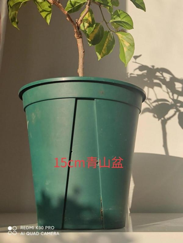 封閉陽臺養三角梅花盆如何選擇 封閉陽臺養三角梅花盆如何選擇