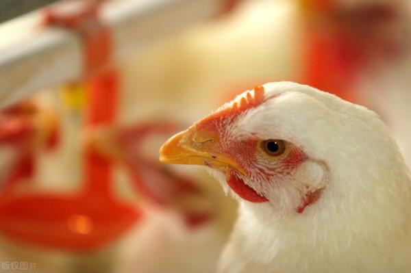 不容小覷的,抗球蟲“小秘方”(業內瘋傳)簡單,好用 不容小覷的,抗球蟲“小秘方”(業內瘋傳)簡單,好用