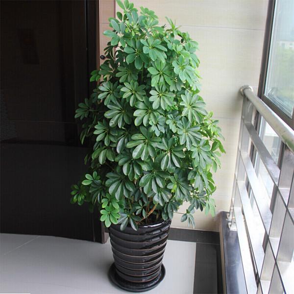 6種健康花,家裡養一盆,格調高壽命長,乾淨,健康,運氣好 6種健康花,家裡養一盆,格調高壽命長,乾淨,健康,運氣好