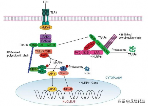 中山大學論文連遭質疑？論文一作僅對圖片造假回應