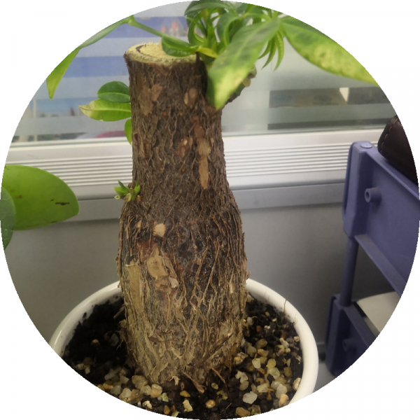 10種“招財花”養家裡，耐陰好養，有吉祥好兆頭