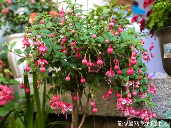 養花一直不開花，給他套個黑塑膠袋，花苞呼呼冒