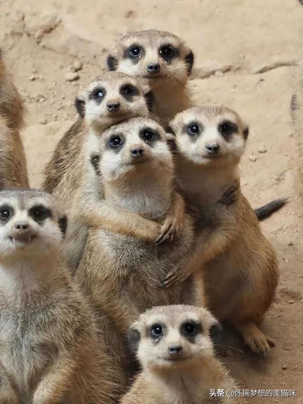 動物界的集體照