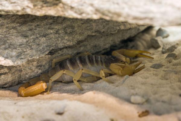 上千人組團抓蠍子,夜間濫捕沒人“管”,賀蘭山蠍子會滅絕嗎? 上千人組團抓蠍子,夜間濫捕沒人“管”,賀蘭山蠍子會滅絕嗎?