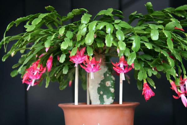 這9種多肉植物,看著不起眼,開花很驚豔,快養起來,放哪都好看 這9種多肉植物,看著不起眼,開花很驚豔,快養起來,放哪都好看