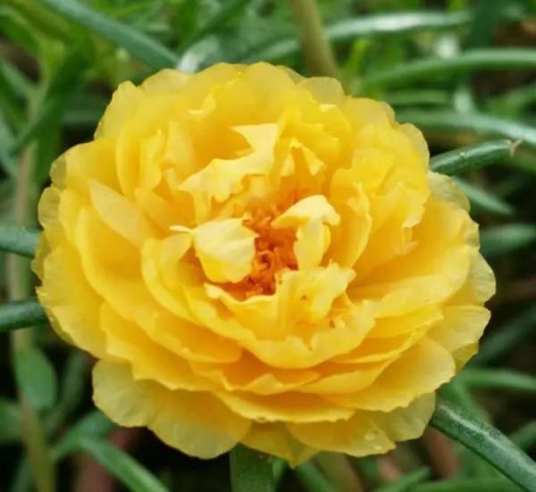 太陽花裡的翹楚一一鬆葉牡丹