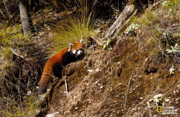 怒放的木裡，美到不真實