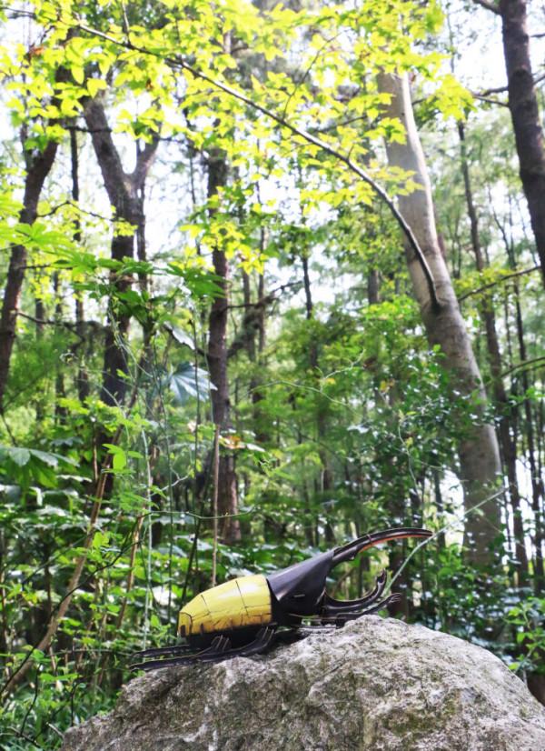 穿過密林，渡過小溪，美洲雨林兄弟的叢林好奇之旅