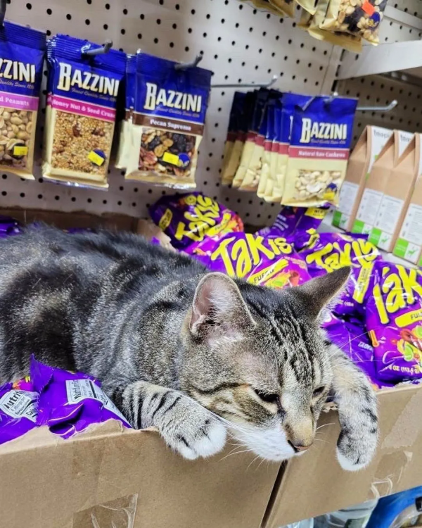 好勤勞的貓貓，小小年紀就出來打工補貼家用了