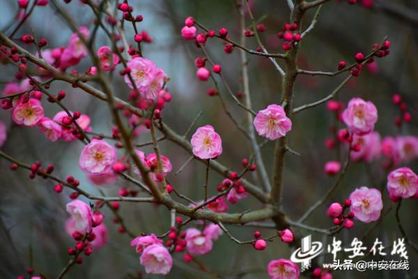 紅梅綻放迎遊客「組圖」