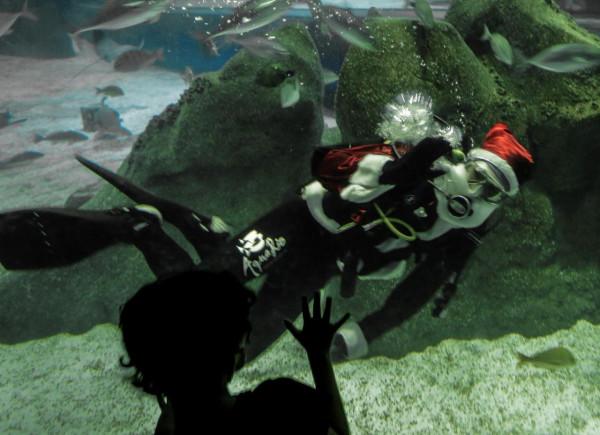 里約:水族館裡的";聖誕老人"; 里約:水族館裡的";聖誕老人";