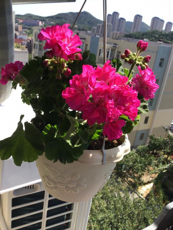 陽臺還有地方的，養盆&OpenCurlyDoubleQuote;重彩詩人&rdquo;吧，美麗又喜慶，四季有花開