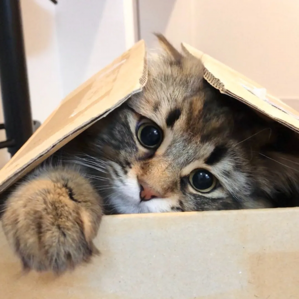 被10萬人圍觀的貓咪表情帝，堪稱貓界的楊迪，連日常都是戲