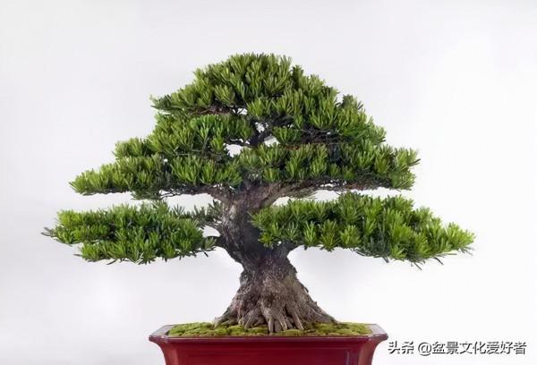 俗話說：千年羅漢松、萬代幸福根