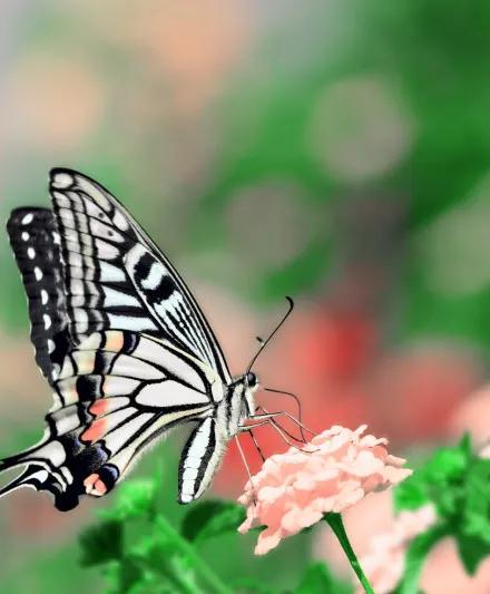 分享——美麗的蝴蝶