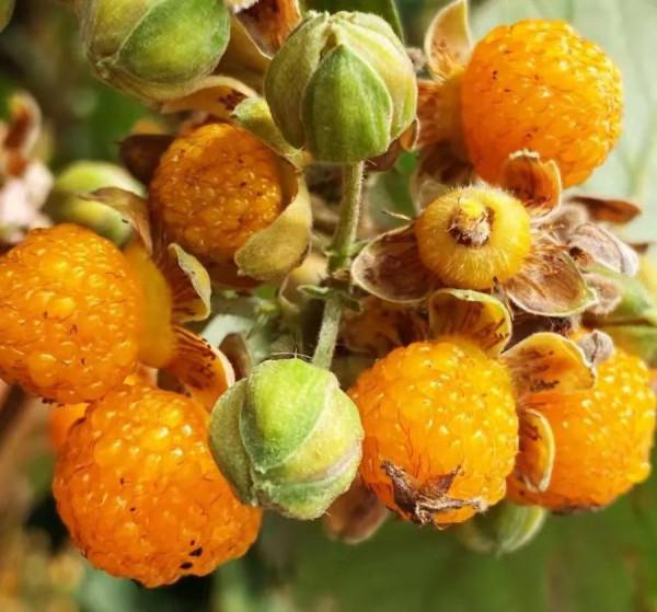 雲南的各種奇葩水果，吃法獨特，我還能叫出17種，都認識算你厲害