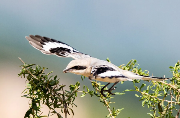 山西鳥類圖鑑 | ​楔尾伯勞