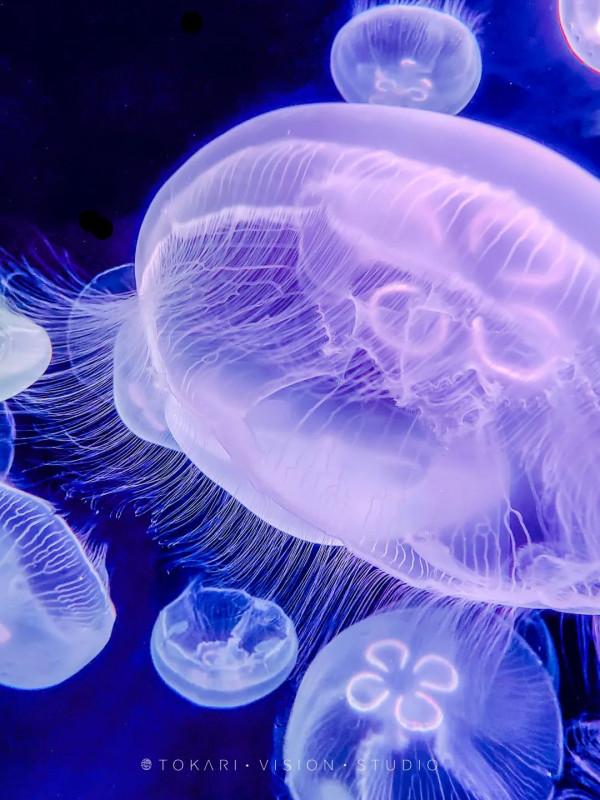 逛逛日本 &vert; 冬遊紀行 樂在九州