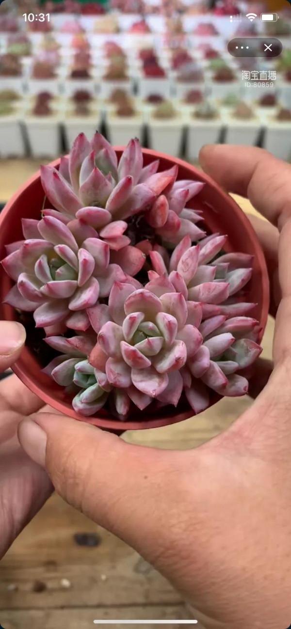 看了就想養的多肉啊