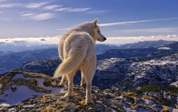 狼狽中的狽,究竟是種什麼動物?為什麼從來沒有見到過? 狼狽中的狽,究竟是種什麼動物?為什麼從來沒有見到過?