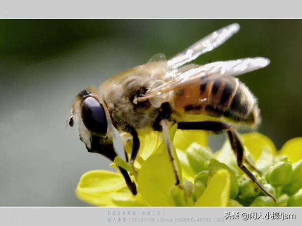 昆蟲攝影：絨蟻蜂，聽說過嗎？戶外遇上了，你會認為是隻螞蟻嗎？