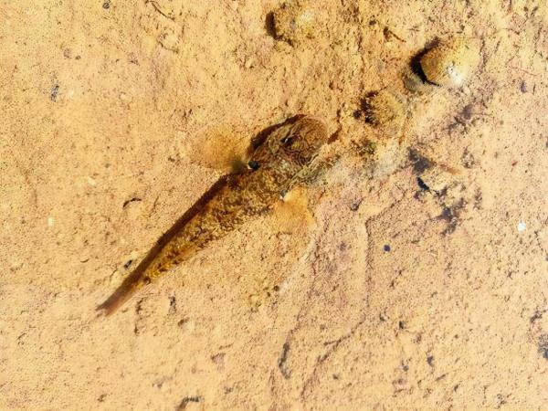 野釣中那些鬧鉤的小魚合集，釣友們都來一睹真容，你釣到過幾種