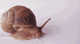 秋天到了,這些“夏眠”的動物醒了嗎? 秋天到了,這些“夏眠”的動物醒了嗎?