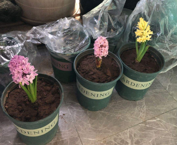 1種花就是“活香水”，一個“洋蔥頭”放水裡，開花滿屋飄香