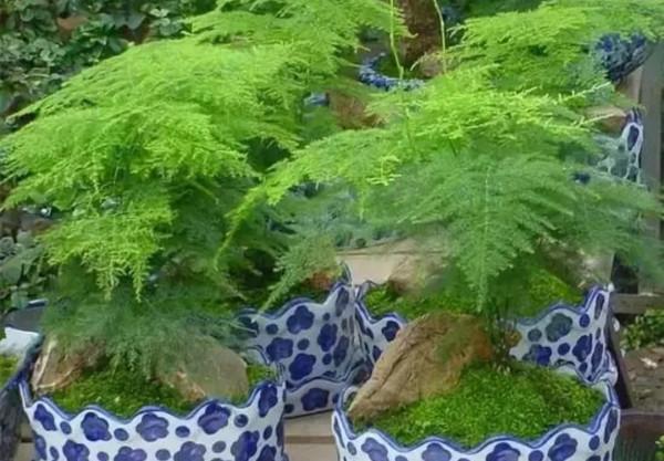 三種常見的觀賞植物，就怕澆水太勤，難怪老是黃葉枯萎