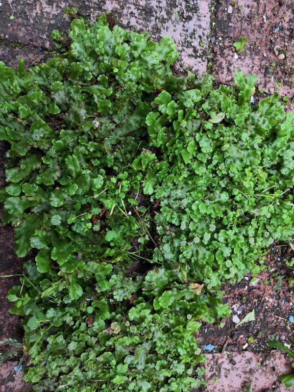 分神的秋天 分神的秋天