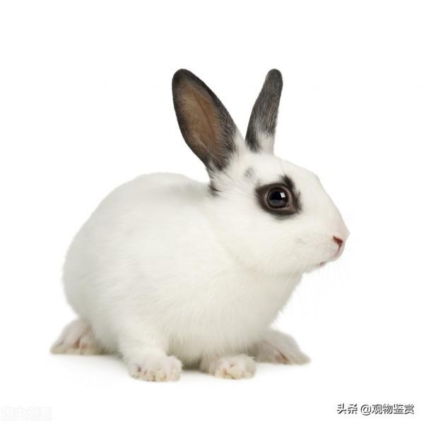 兔兔那麼可愛，為什麼要吃兔兔，下一句是什麼？