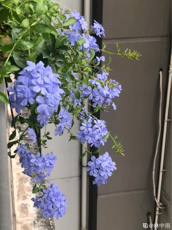 8種花,是個人就能養好,為啥我養不好 8種花,是個人就能養好,為啥我養不好