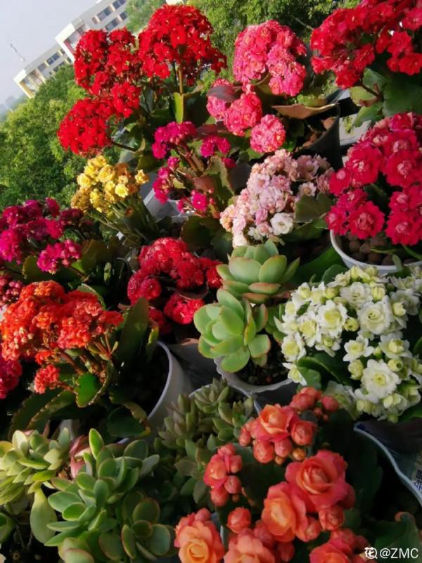 7種花現在剪一刀，剃個小平頭，滿盆冒新葉子