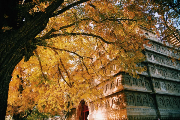 在北京過個秋天，立刻退掉了去騰衝的機票