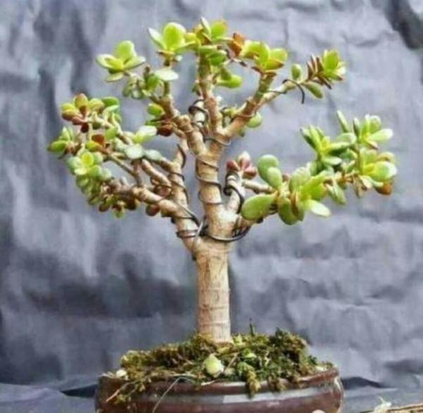 養玉樹的4個修剪&OpenCurlyDoubleQuote;姿勢&rdquo;，記住一個就夠，不然越養越難看